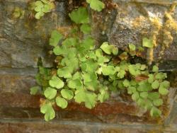Adiantum capillus-veneris. Small plants growing from cracks in a brick wall.
 Image: L.R. Perrie © Leon Perrie CC BY-NC 3.0 NZ